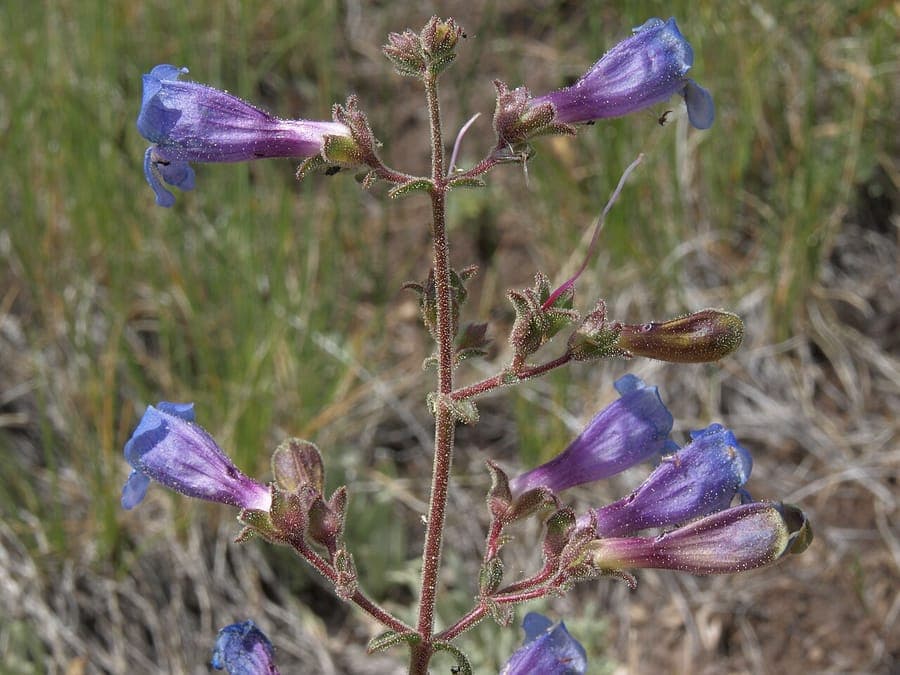Penstemon roezlii mit roehrenfoermigen blauvioletten Blueten auf aufrechten Stielen in felsigem Gelande