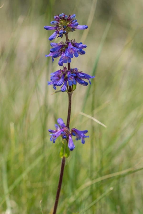 Penstemon rydbergii mit dichten Trauben violetter Blueten auf aufrechten Stielen in einer Bergwiese