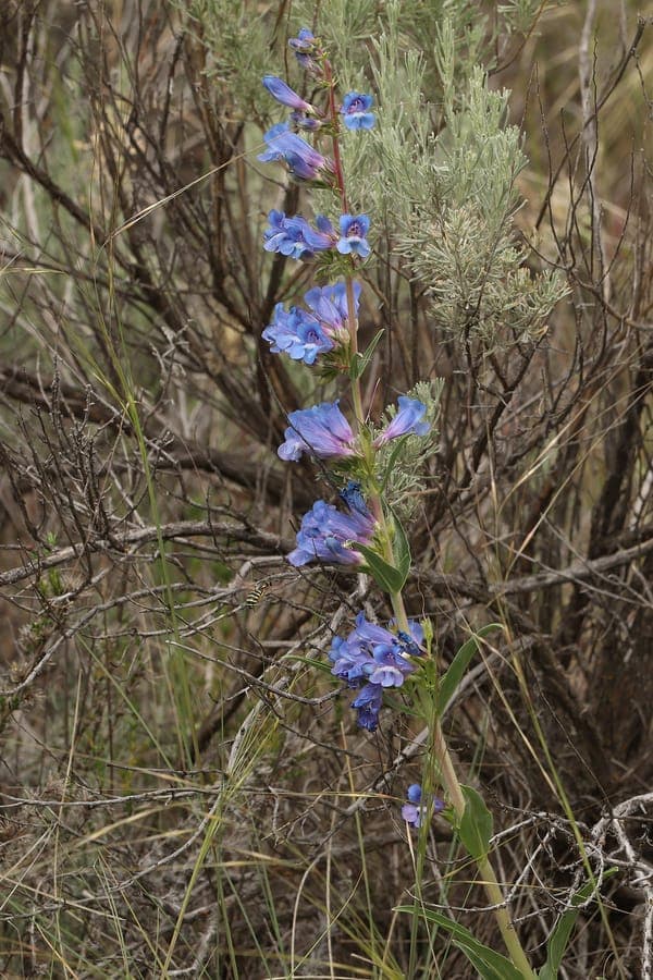 Penstemon speciosus mit grossen kobaltblauen roehrenfoermigen Blueten auf kraeftigen aufrechten Stielen