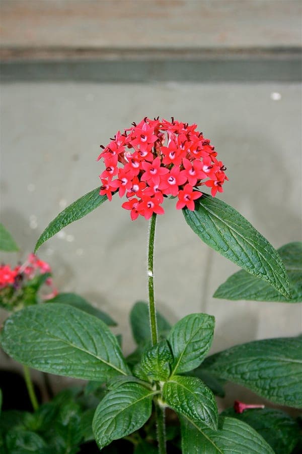 Egyptian star-cluster with vibrant red flowers in star-shaped clusters