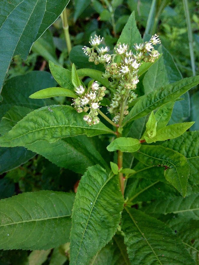 Penthorum sedoides ditch stonecrop growing at a pond margin