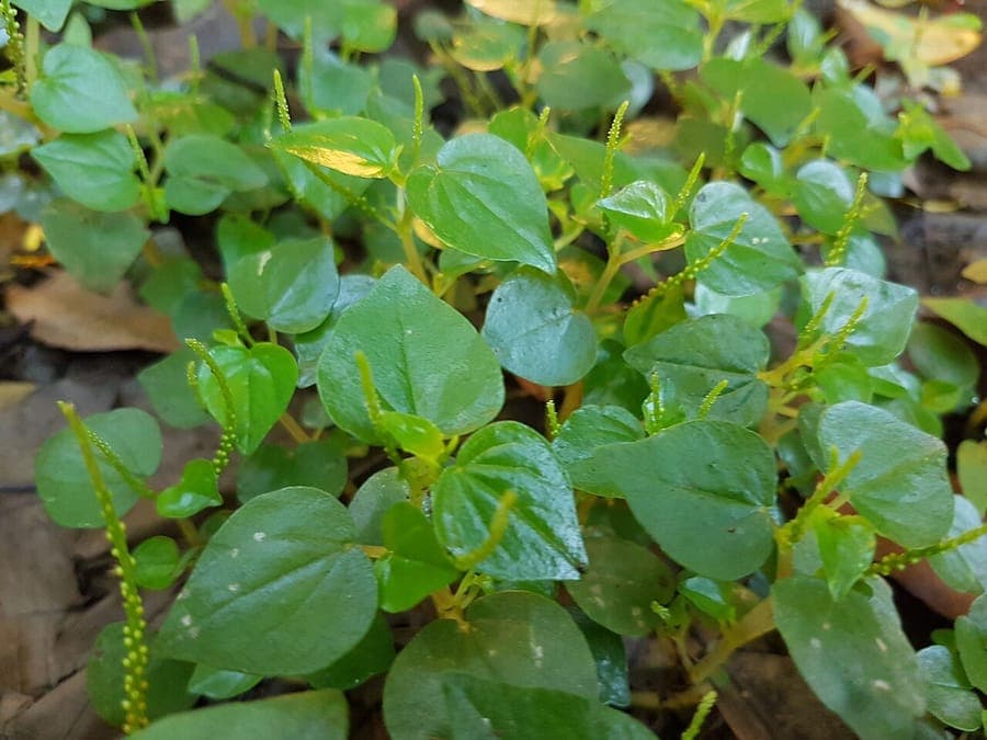 Peperomia pellucida with characteristic translucent leaves and compact bushy growth