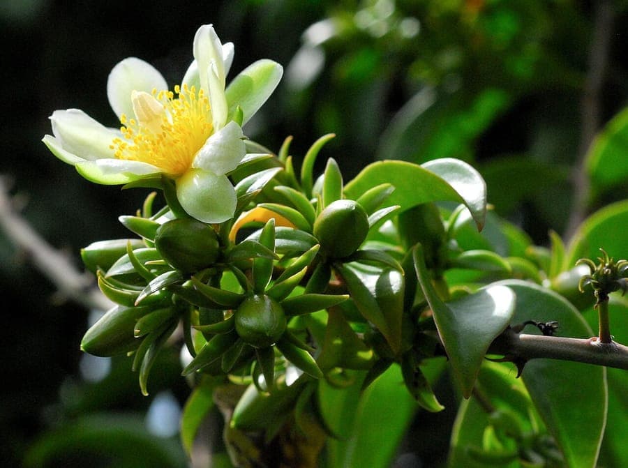 Cactus a feuilles avec feuilles vertes et fleurs creme