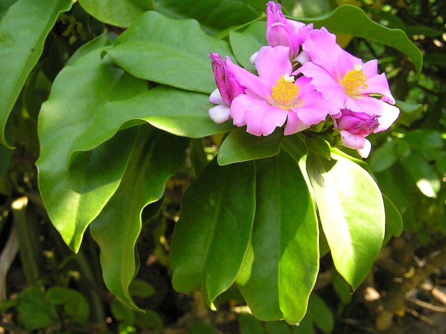 Rose cactus with green leaves and pink-white flowers