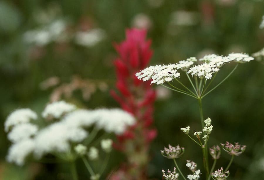 Perideridia gairdneri witte schermbloemige bloesems