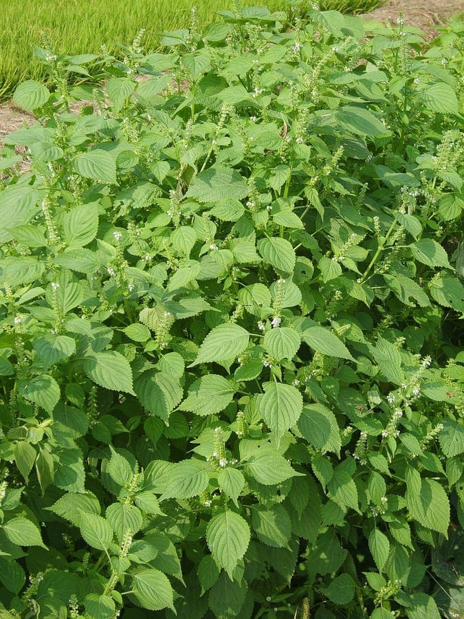 Perilla frutescens mit dunkelvioletten Blättern und zarten Blüten