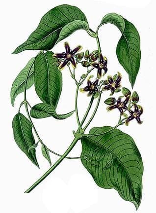 Periploca graeca silkvine with characteristic blue-green flowers