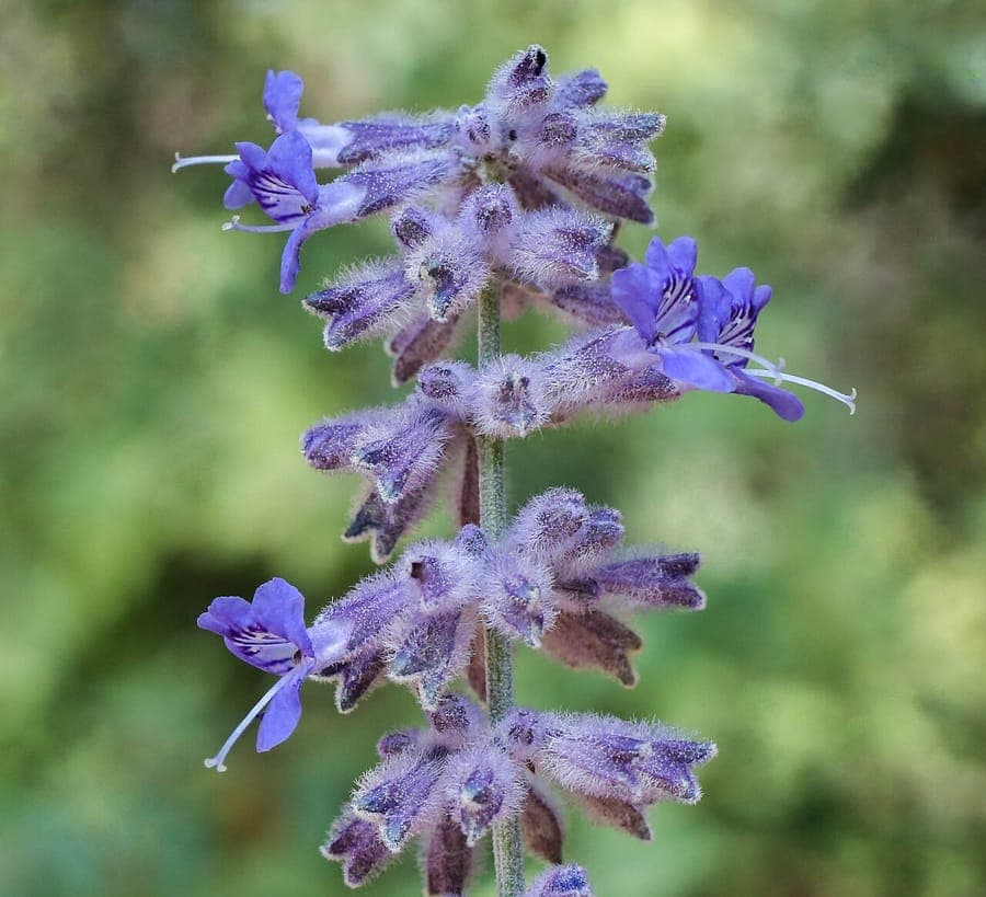 Perovskia atriplicifolia mit blauvioletten Bluten und silbergrunlichem Laub