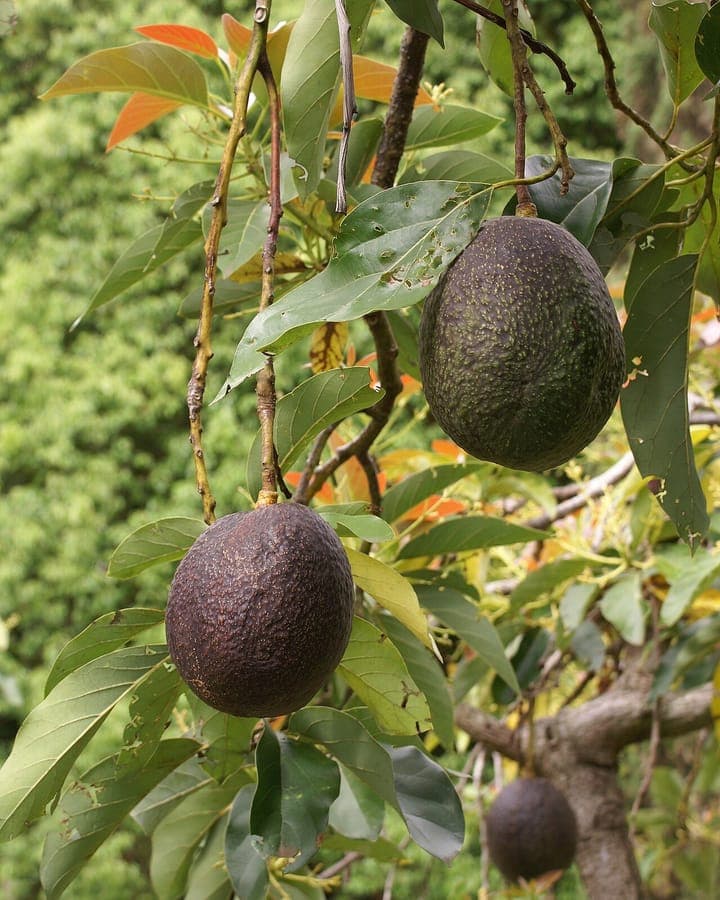 Avocado tree with ripe green fruit