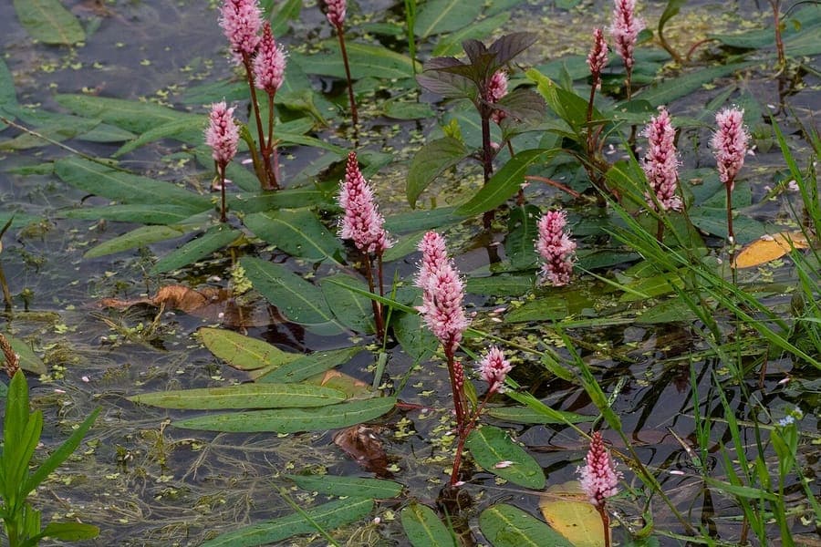 Persicaria amphibia displaying pink flower spikes at the water's edge