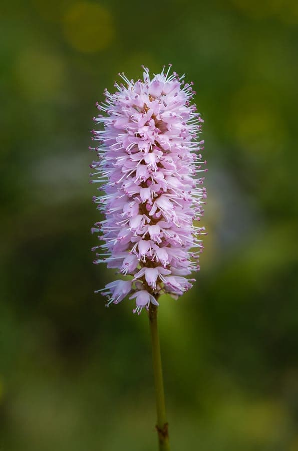 Roze bloemen van Persicaria bistorta in een vochtige weide