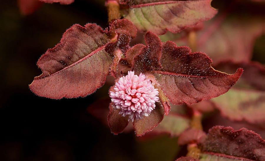 Persicaria capitata montrant les caracteristiques fleurs pompom roses et feuillage marbure