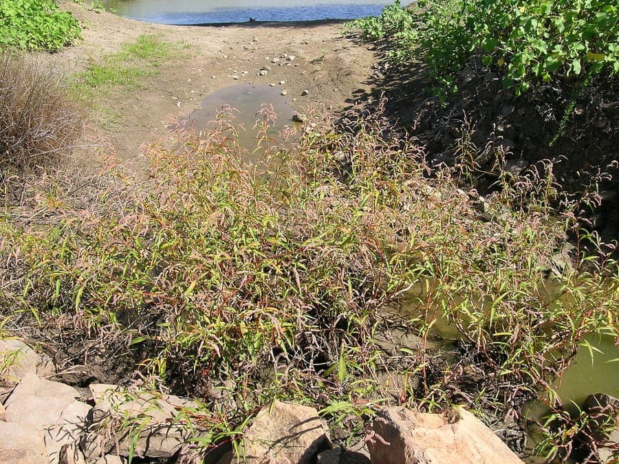 Persicaria decipiens met witte en paarse bloem