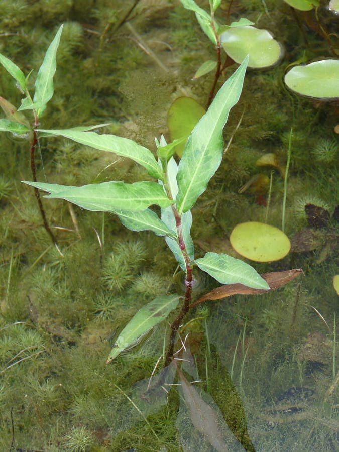 Water-pepper plant with red-tinged foliage and delicate flowers