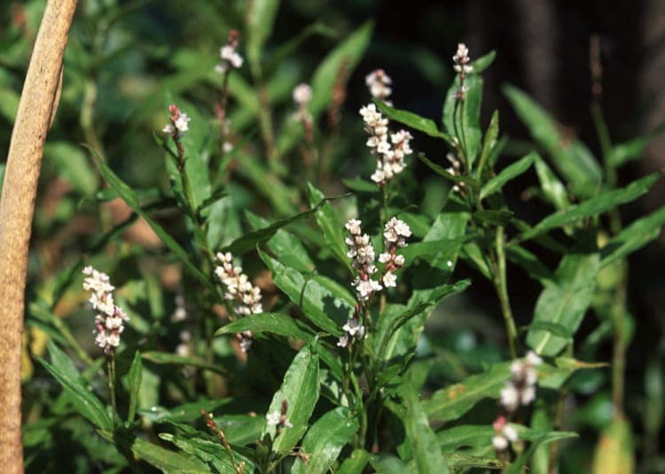 Fleurs et feuillage de la Renouee faux-poivre-d'eau