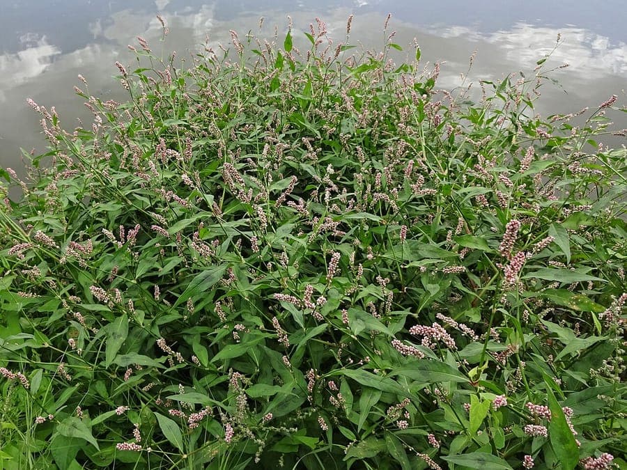Perzikkruid plant met rode vlekken op bladeren en roze bloemen