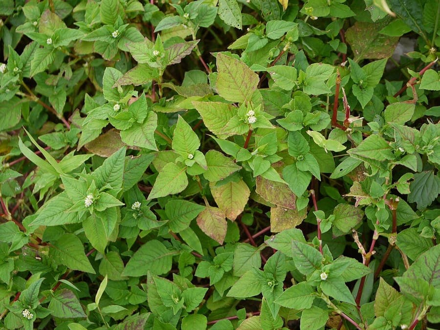 Persicaria nepalensis fleur