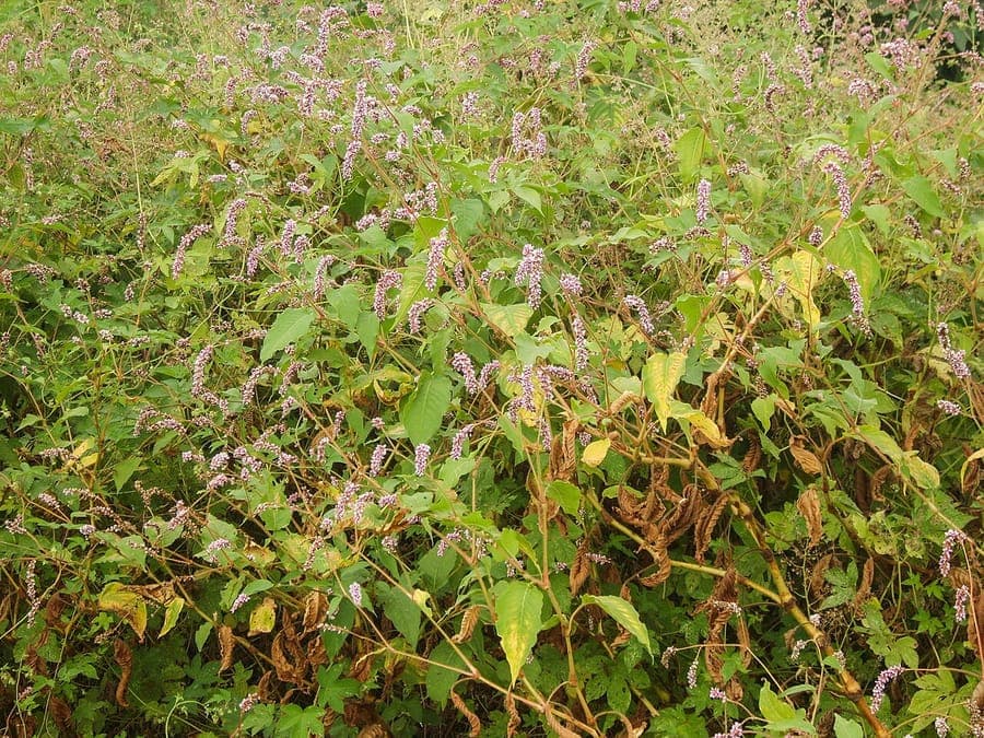Persicaria orientalis Prince's feather with purple flower spikes