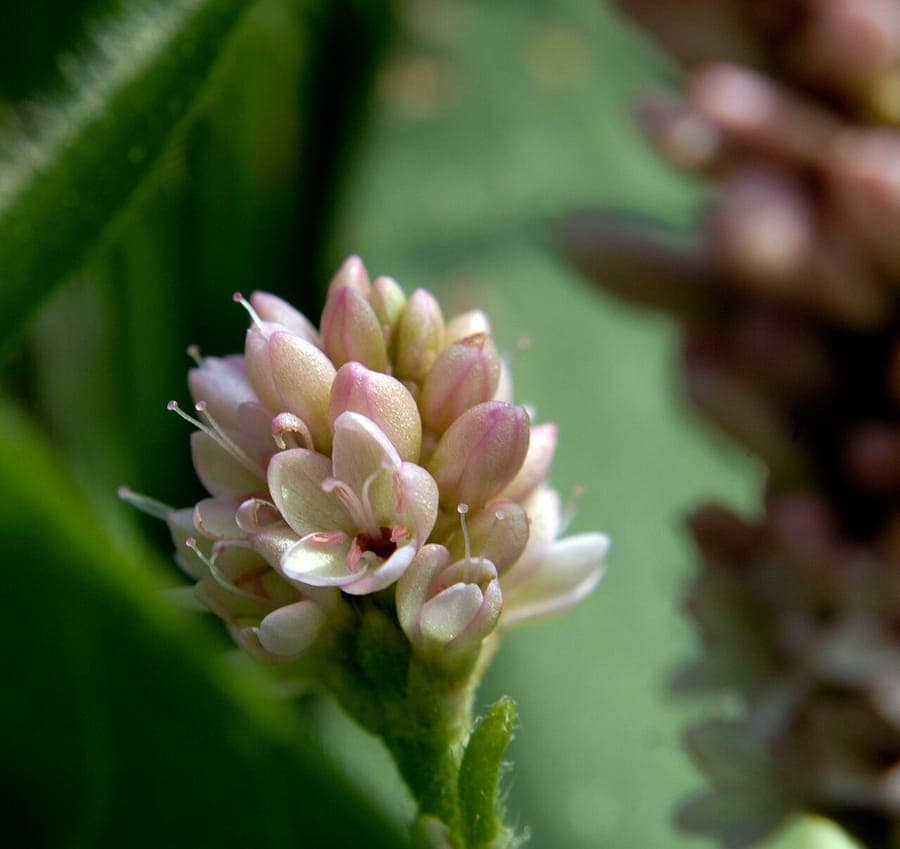 Persicaria pensylvanica avec délicats épis floraux roses