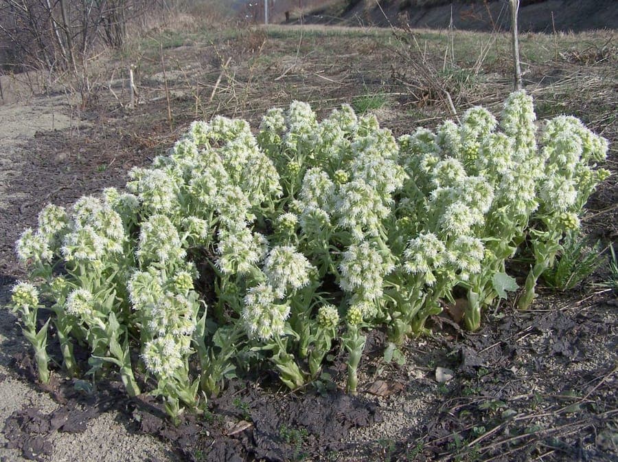 White butterbur (Petasites albus) displaying white flowers in spring