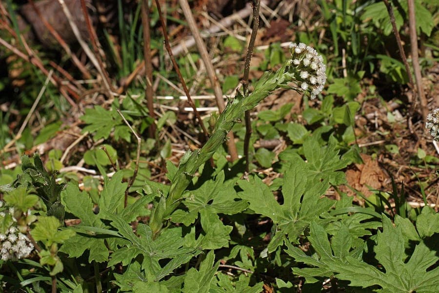 Petasite aus kalten Regionen mit groen gronen Blattern in alpiner Umgebung