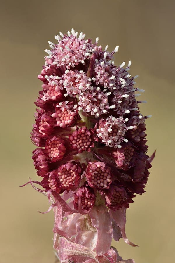 Petasites hybridus Pflanze mit gro+uen purpurroten Bluten und kolossalen Blattern