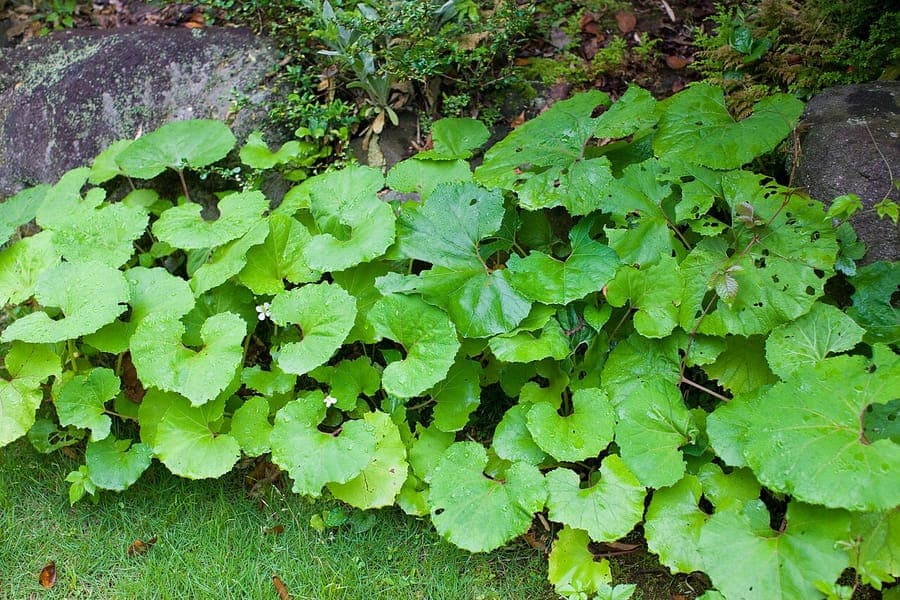 Petasite du Japon avec ses feuilles impressionnantes