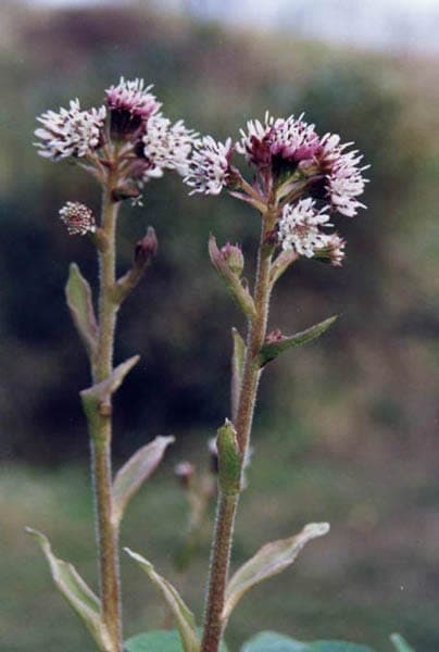 Winterheliotroop bloemen met blauwe kleur