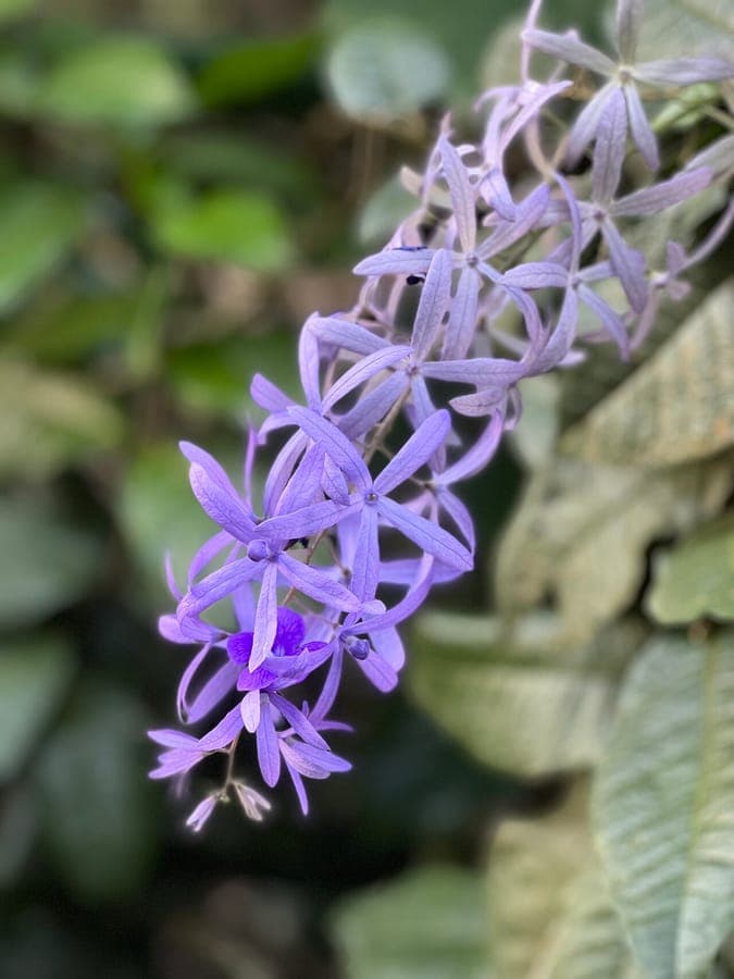 Petraea volubilis mit violetten hängenden Blüten