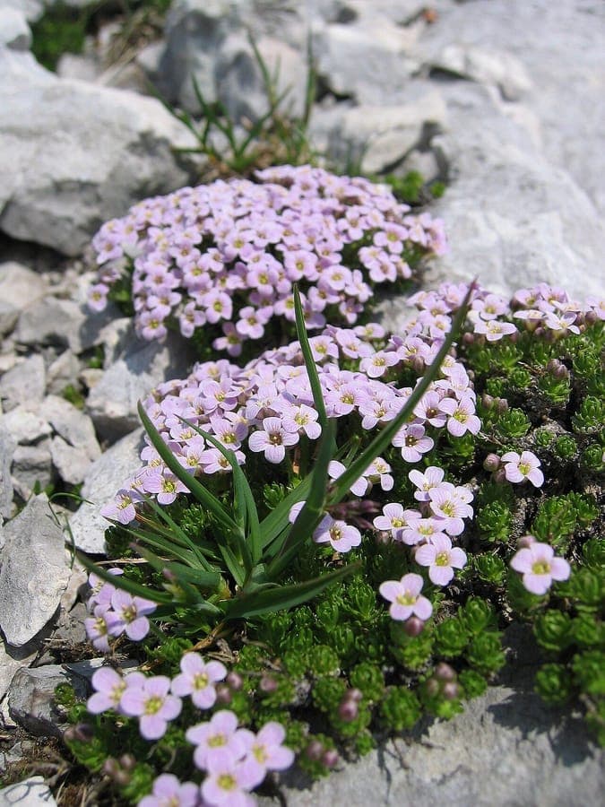 Petrocallis pyrenaica met paarse bloemen in bergomgeving