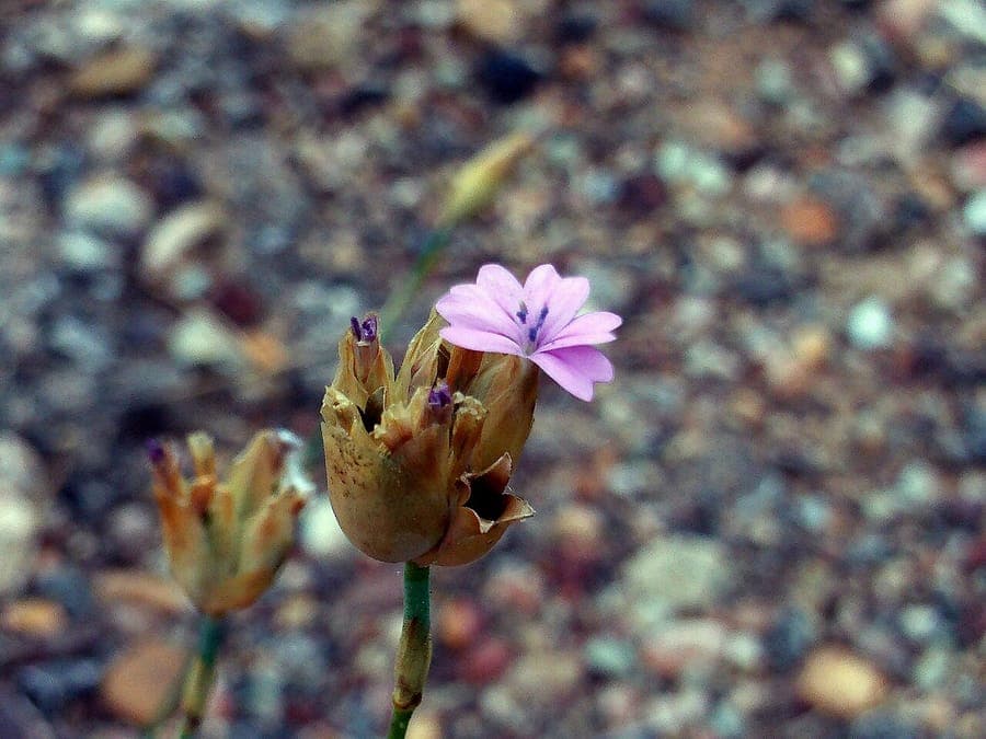 Petrorhagia nanteuilii with many small pink flowers
