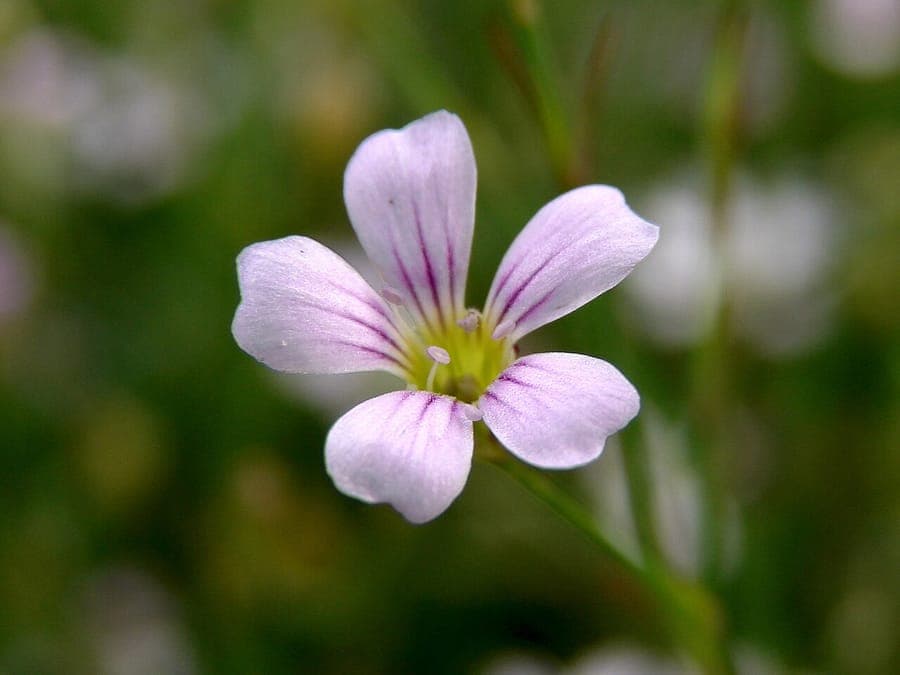 Saxifrage-pink delicate pink flower clusters