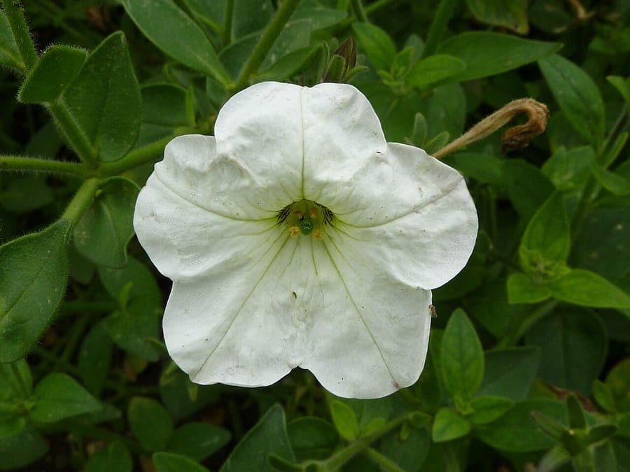 White petunia flower with five petals