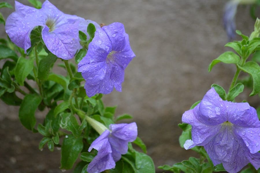 Violet-flower petunia plant with bright colored flowers