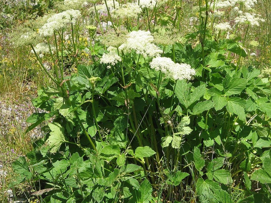 Weiße Doldenblüten der Meisterwurz