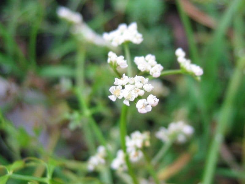 Sumpf-Haarstrang weiße Blüten in Wiese