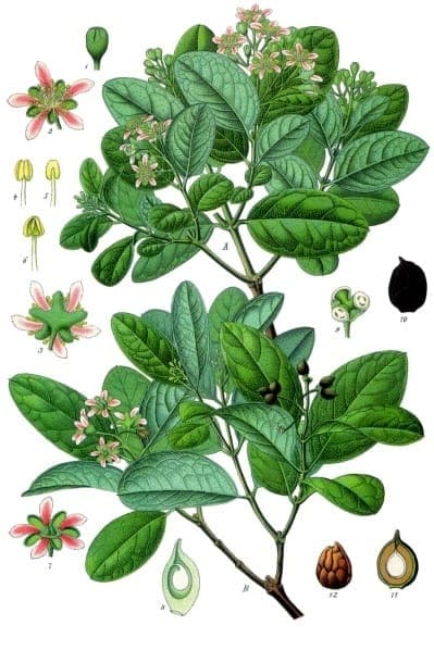 Boldo shrub with characteristic green leaves