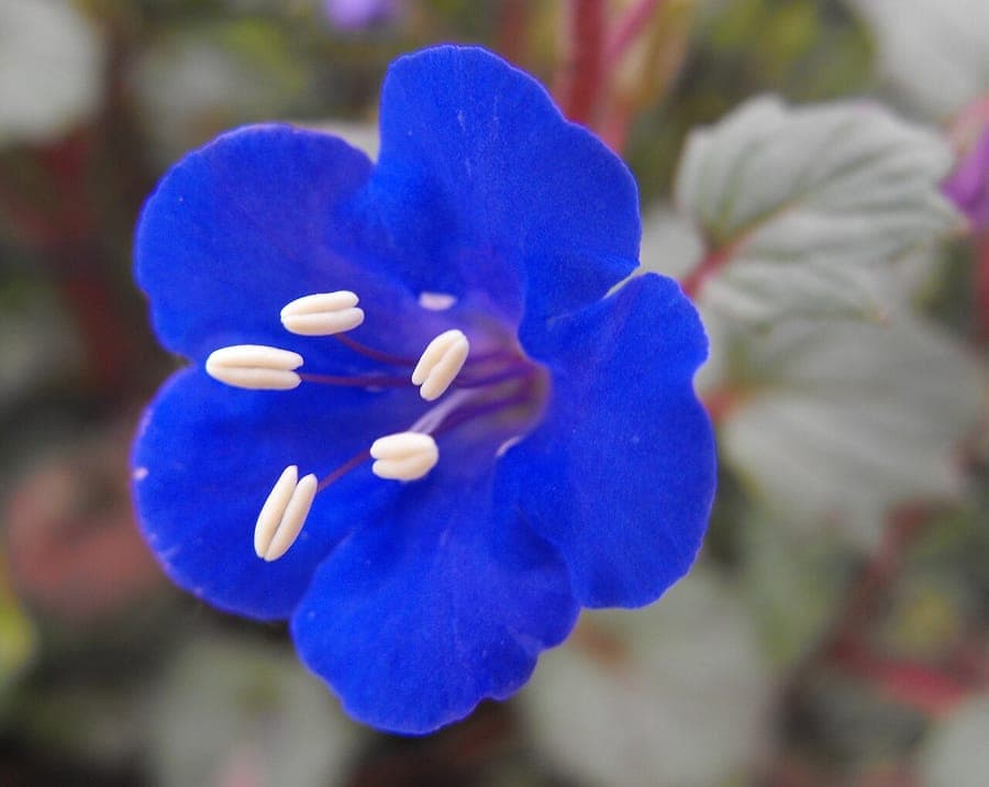 Phacelia campanularia affichant ses fleurs bleu profond