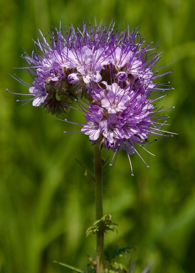 Phacelia tanacetifolia flowering plant with blue flowers