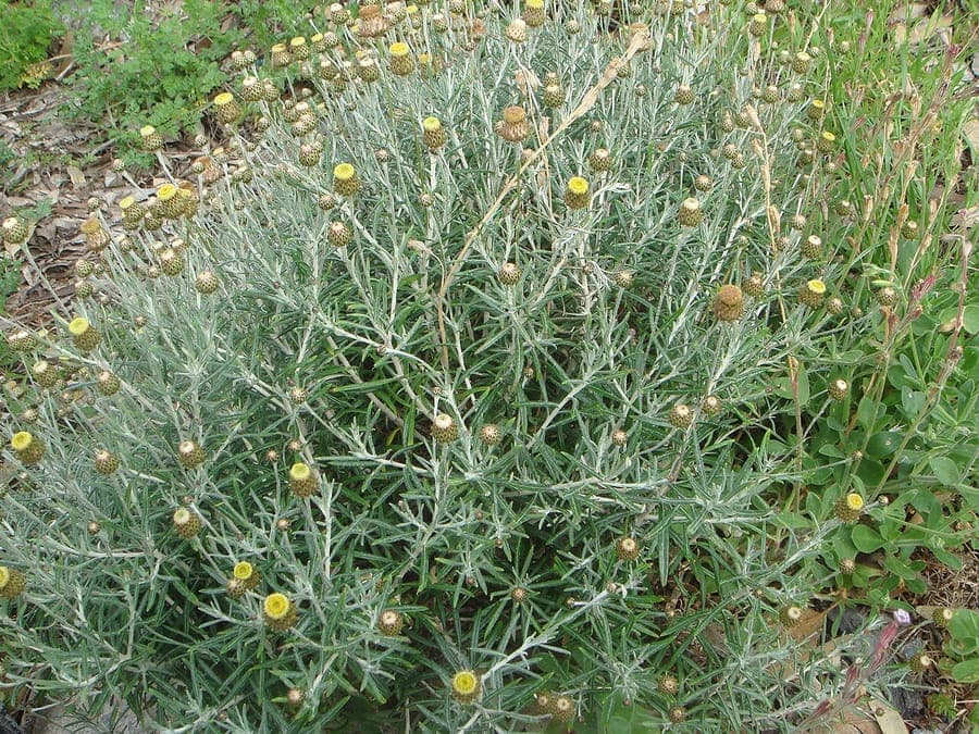 Fleurs dorees de l'Immortelle des pierres
