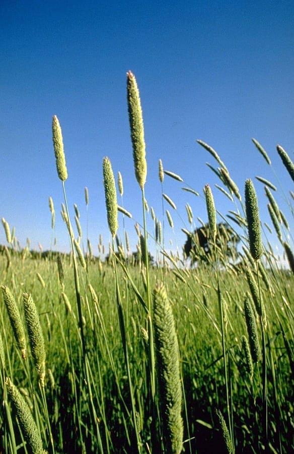 Phalaris aquatica grass with flower spikes
