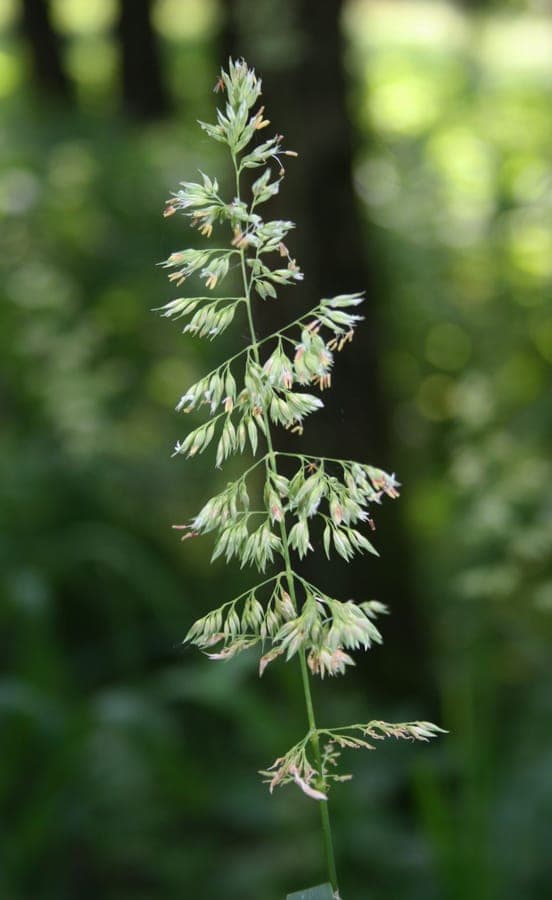 Phalaris arundinacea Gaertner-Garten mit gestreiften Blattern