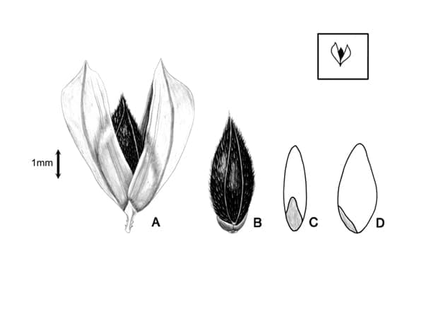 Plante Phalaris brachystachys avec epis floraux caracteristiques