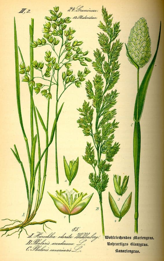 Phalaris canariensis Kanariengras mit Samenkopfen