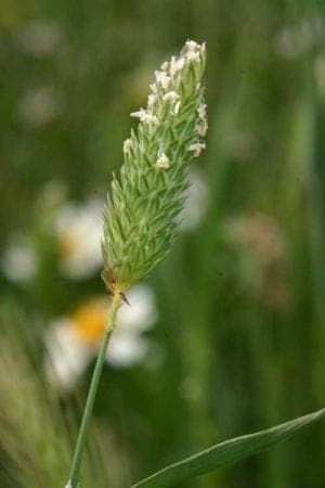 Plante Phalaris minor avec des epis floraux fins et elegants