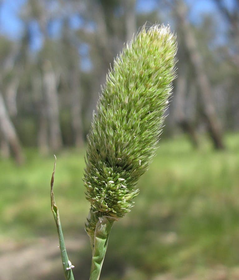 Phalaris paradoxa avec des epis floraux bizarres et frappants