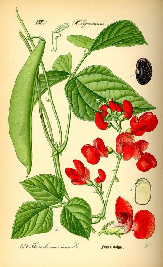 Rote Blüten der Stangenbohnenpflanze