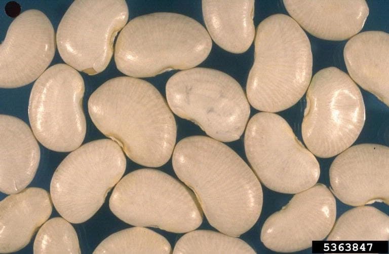 Phaseolus lunatus lima bean plant with pods