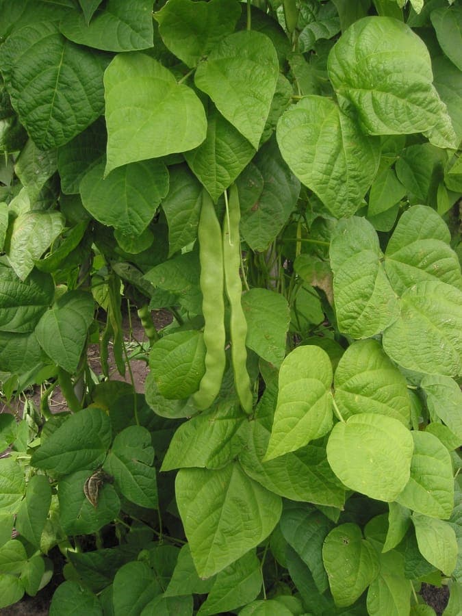 Gousses vertes de la plante de haricot commun