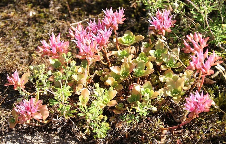 Purpur-Fetthenne mit roten Blättern und rosa Blüten